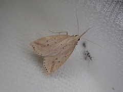 Hypenomorpha calamina