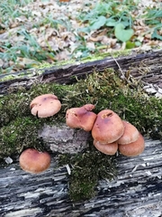 Hypholoma lateritium