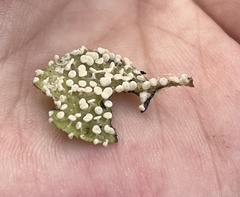 Diderma hemisphaericum