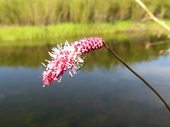 Sanguisorba tenuifolia