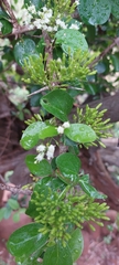 Plectroniella armata