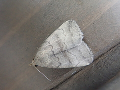 Zanclognatha violacealis