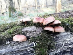 Hypholoma lateritium