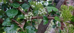 Plectroniella armata