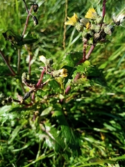 Sonchus asper