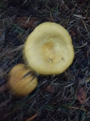 Russula ochroleuca