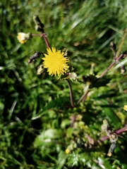 Sonchus asper