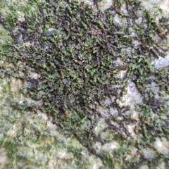 Frullania dilatata
