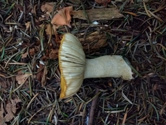 Russula ochroleuca