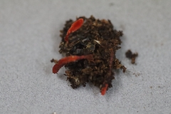 Cordyceps pruinosa