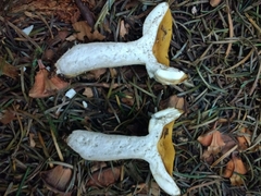Russula ochroleuca