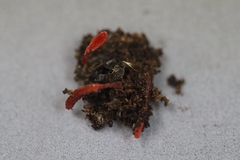Cordyceps pruinosa