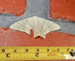 Ourapteryx marginata