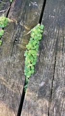 Pilea microphylla