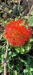 Scadoxus multiflorus