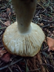 Russula ochroleuca