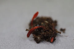 Cordyceps pruinosa