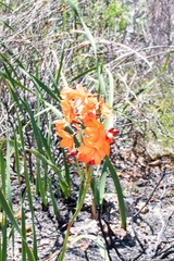 Pillansia templemannii