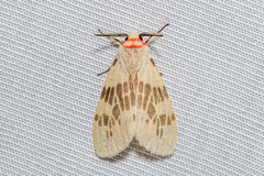 Lemyra ypsilon