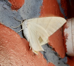 Ourapteryx marginata