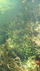 Utricularia uliginosa