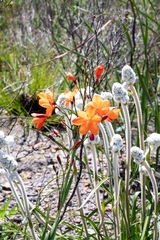 Pillansia templemannii