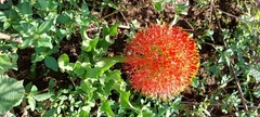Scadoxus multiflorus
