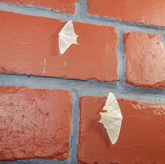 Ourapteryx marginata