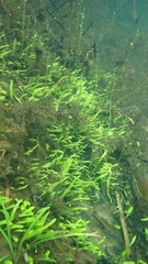 Utricularia uliginosa