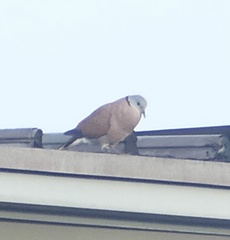 Streptopelia tranquebarica