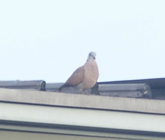 Streptopelia tranquebarica