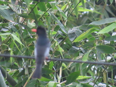 Hypsipetes leucocephalus