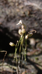 Utricularia minutissima