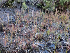 Drosera binata