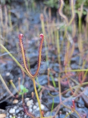Drosera binata