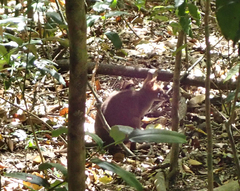 Thylogale stigmatica