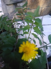Sonchus tenerrimus