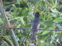 Hypsipetes leucocephalus