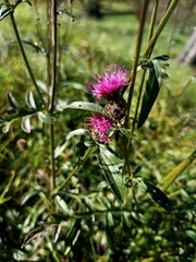 Centaurea scabiosa