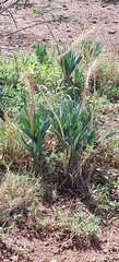 Drimia elata