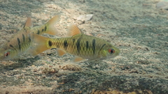 Barbodes semifasciolatus