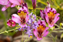 Alstroemeria magnifica magnifica