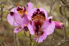 Alstroemeria magnifica magnifica