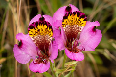 Alstroemeria magnifica magnifica