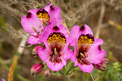 Alstroemeria magnifica magnifica