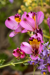 Alstroemeria magnifica magnifica