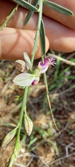 Polygalaceae