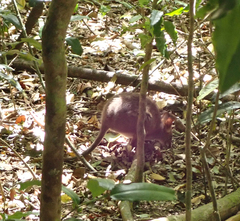 Thylogale stigmatica