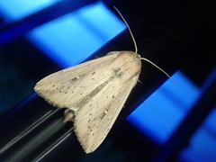 Mythimna sicula striata
