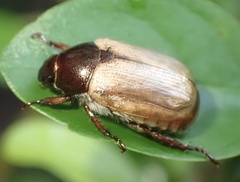 Anomala brachycaula